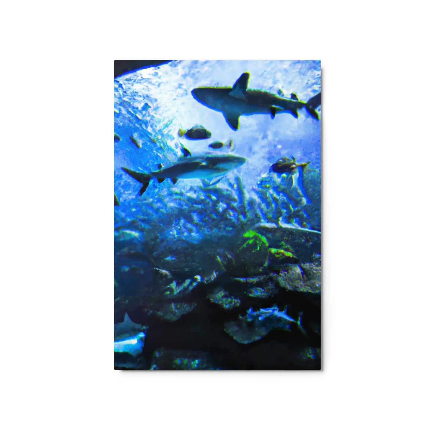 Sealife Metallposter