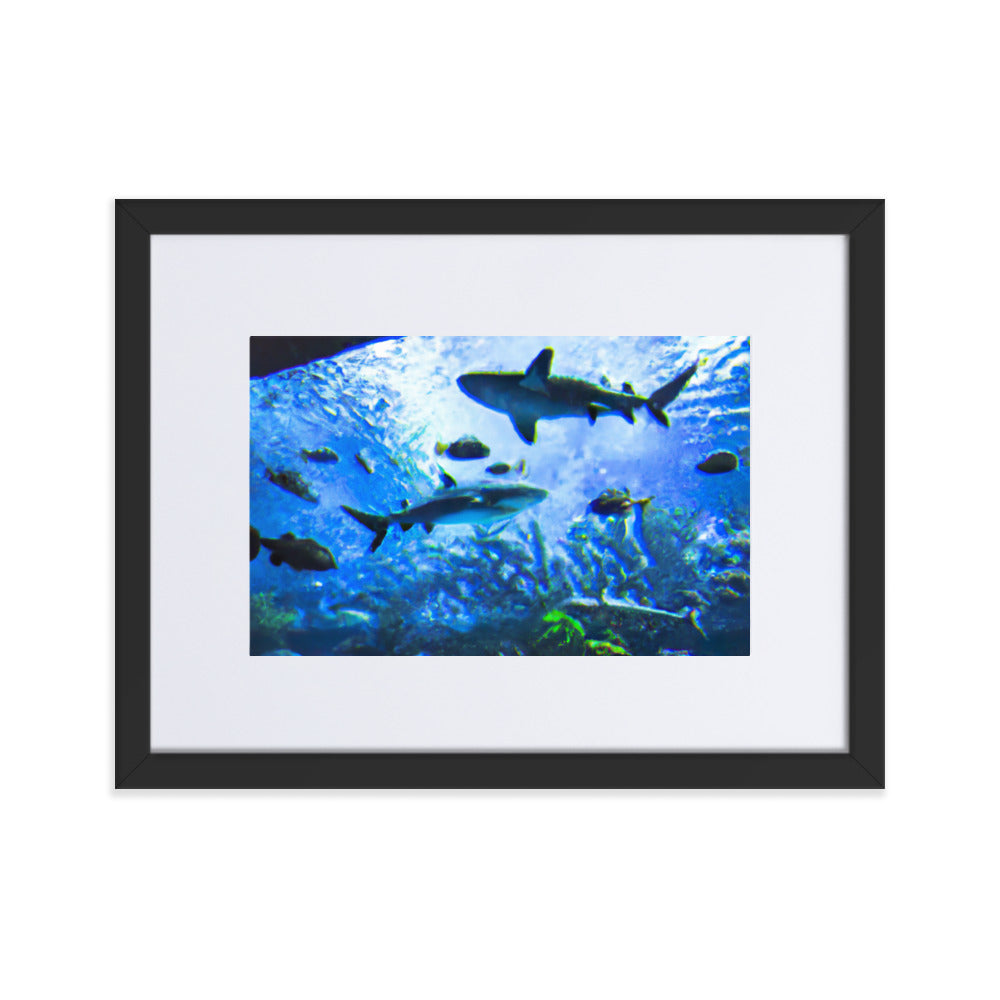 Sealife Eingerahmtes Poster