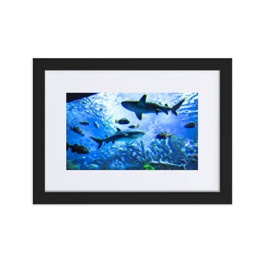 Sealife Eingerahmtes Poster