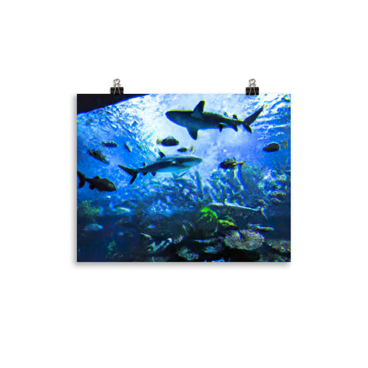 Sealife Rahmenloses Poster